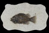 Fossil Fish (Cockerellites) - Green River Formation #114293-1